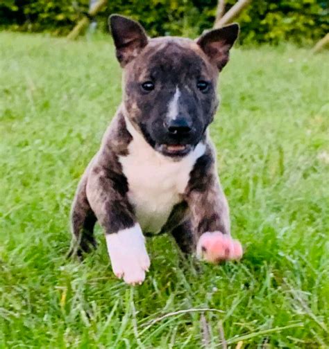 english bull terrier puppies | in Larne, County Antrim | Gumtree