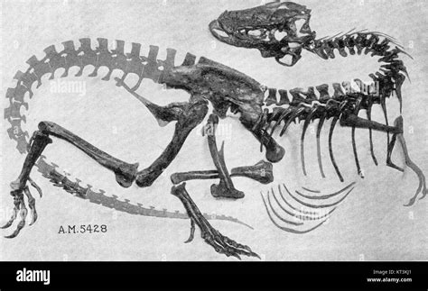 Gorgosaurus skeleton AMNH 5428 Stock Photo - Alamy