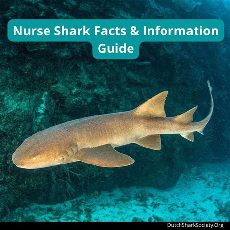 Nurse Shark Facts & Information Guide