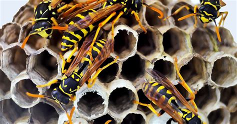 Wasp nest removal | Mr Pest Control