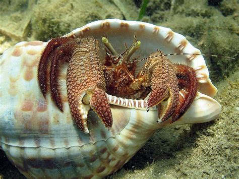 Facts About Hermit Crabs That Will Blow Your Mind – Page 2 – Animal ...