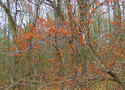 Oriental bittersweet: An aggressive, invasive plant - MSU Extension