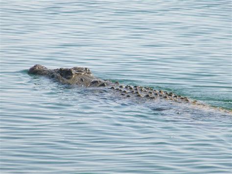 Nile Crocodile Conservation Case Study | The Mohamed bin Zayed Species Conservation Fund