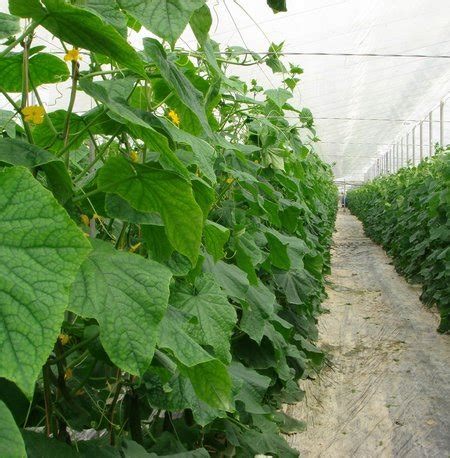 Growing Cucumbers In A Greenhouse