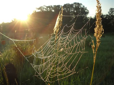 Dew Covered Spider Web at Sunrise Photograph by Kent Lorentzen - Fine Art America