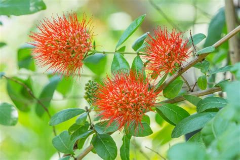 Combretum Erythrophyllum Bush Willow Stock Image - Image: 30286551