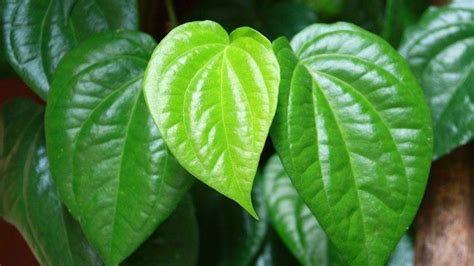 Viral Uploads Call Betel Leaf Boiled Water Dropped into the Eyes Can ...