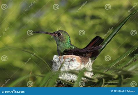 Rufous-tailed Hummingbird Sitting on it S Nest Stock Image - Image of emerald, bird: 30912663