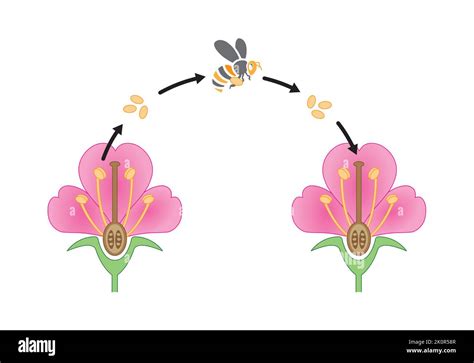 Scientific Designing of Pollination Process. The Most Important Factor ...