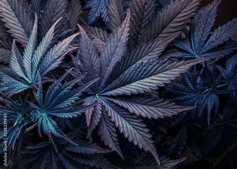 purple cannabis marijuana leaf Stock Photo | Adobe Stock