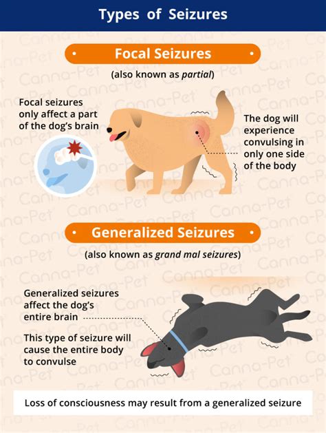 What Does a Dog Seizure Look Like? | Canna-Pet