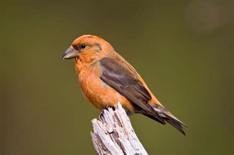 Species of the month – Scottish crossbill | Beautiful birds, Kinds of birds, Bird species