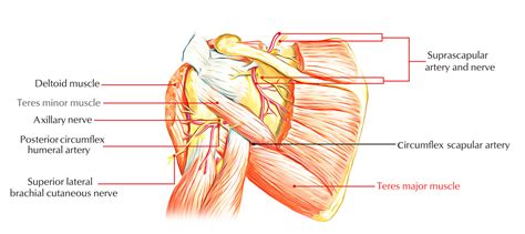 Teres Major Muscle Anatomy – Earth's Lab