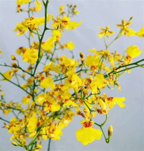 Yellow Oncidium Orchid: The Complete Guide On How To Care And Grow ...