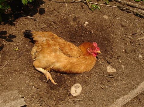 Chicken Dust Baths: Complete How-To Guide | Know Your Chickens