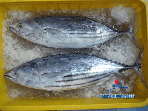 Skipjack Tuna / Katsuwonus pelamis | Nghi Son Foods Group