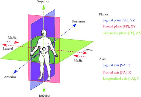 1 Anatomical planes and axes Download Scientific Diagram - EroFound