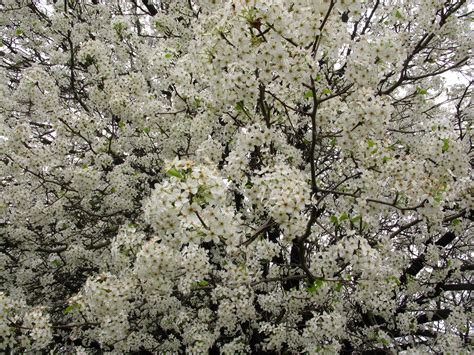 White Flowering Pear Tree | Trees| Free Nature Pictures by ForestWander ...