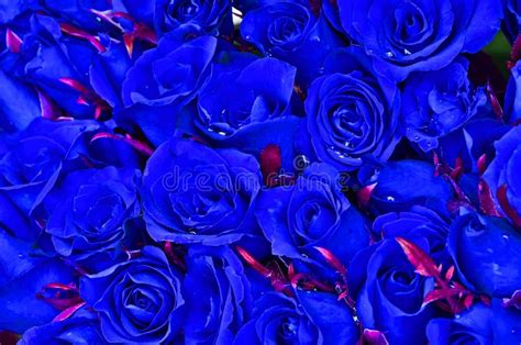 Natural blue roses stock photo. Image of rose, closely - 33024398