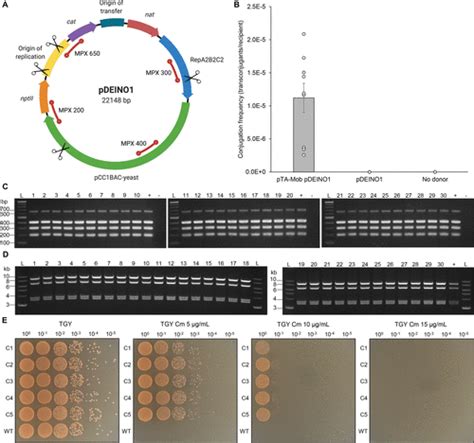 Deinococcus Radiodurans Genome