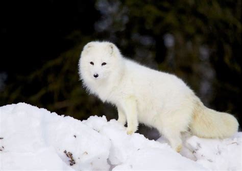 Arctic Fox Behavior - AnimalBehaviorCorner