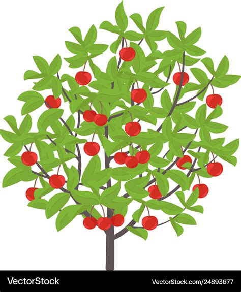 Cherry tree cherries fruit Royalty Free Vector Image