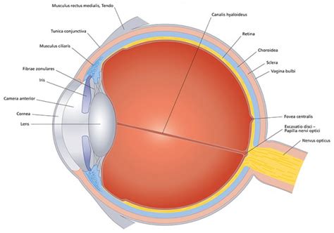 eye cross section - Discovery Eye Foundation