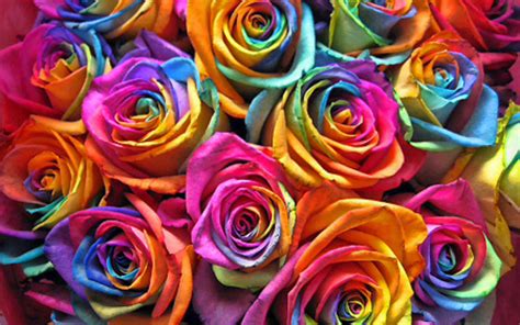 Colorful Roses Wallpapers - Top Free Colorful Roses Backgrounds - WallpaperAccess