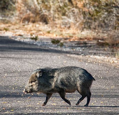 A javelina, in Big Bend National Park, Texas | Javelina, Animals of the world, Animals