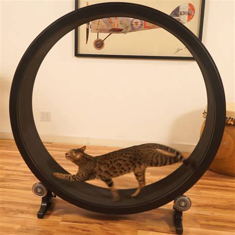 One Fast Cat - Cat Exercise Wheel