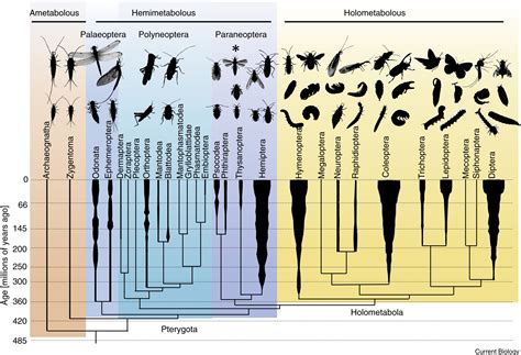 The Evolution of Insect Metamorphosis: Current Biology