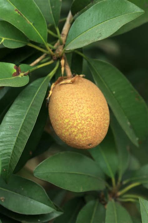 Sapodilla Photos, Download The BEST Free Sapodilla Stock Photos & HD Images