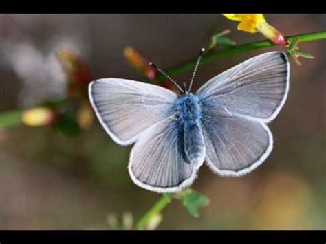 The Endangered Palos Verdes Blue Butterfly - YouTube