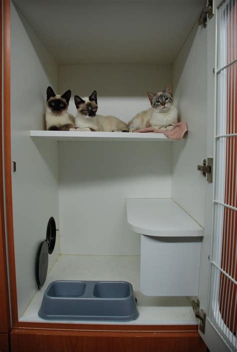 King-Care Pet Center - Cat Boarding