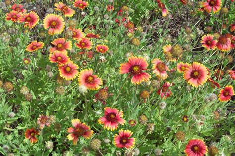 Gaillardia Florida Native Plants, Pond Plants, Plant Nursery, Edible Garden, Wildflowers, Shrubs ...