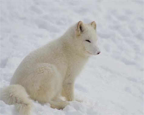 What are 3 adaptations of a arctic fox? - Rankiing Wiki : Facts, Films, Séries, Animes Streaming ...
