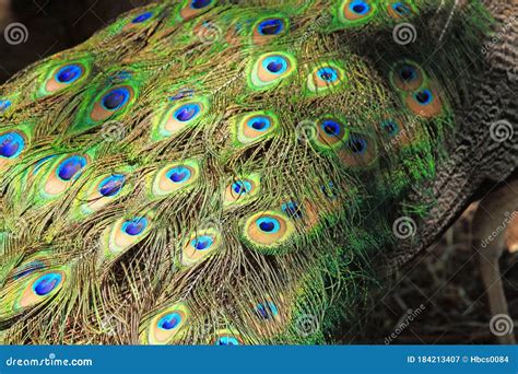 Common Peafowl Tail Feathers Close-up Stock Image - Image of cristatus, close: 184213407