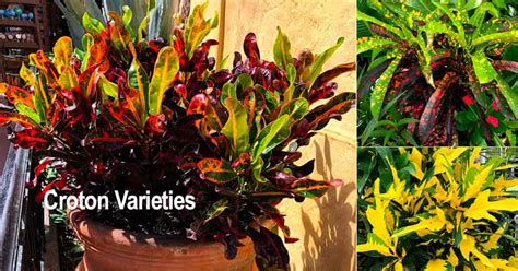 Croton Varieties: Types Of Croton Plants For Home and Landscape