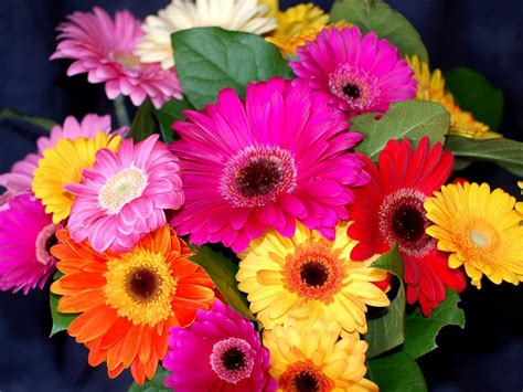 Romantic Flowers: Gerbera Flower