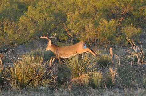 12 best Spur, Texas images on Pinterest | West texas, Texas history and Childhood memories