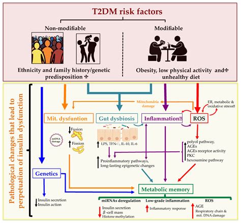 IJMS | Free Full-Text | Pathophysiology of Type 2 Diabetes Mellitus