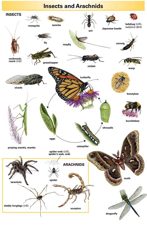 Cicadas Meaning : Cicada Description Life Cycle Sound Map Facts ...