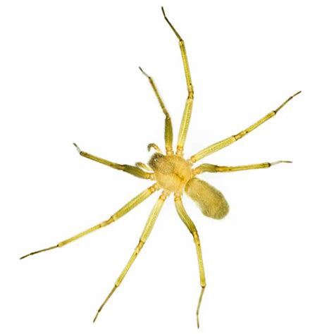 Desert Brown Recluse Spiders Exterminators Las Vegas Nevada