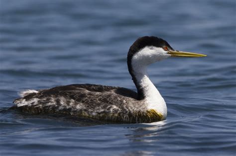 Paper: Citizen science reveals an extensive shift in the winter distribution of migratory ...