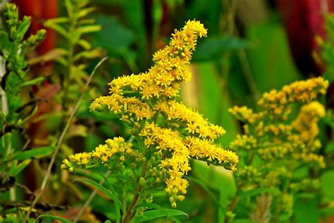 What is Kentucky's State Flower? Discover the Goldenrod - States Tale