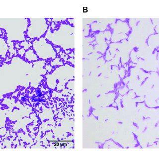 | Morphology of Lactobacillus fermentum CQPC04 (A) and Lactobacillus ...