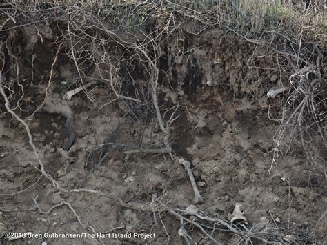 Erosion on Hart Island Exposes Human Remains | WNYC | New York Public ...