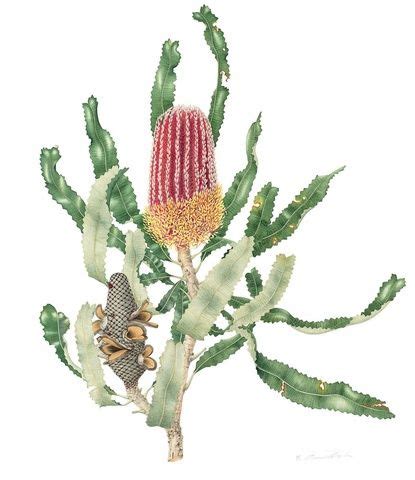 Annie Hughes, Banksia (Banksia menziesii) | Botanical watercolor, Botanical painting, Flower art ...