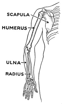 Explainer: what is the funny bone?