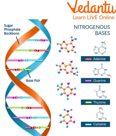 DNA Structure Fact | Learn Important Terms and Concepts